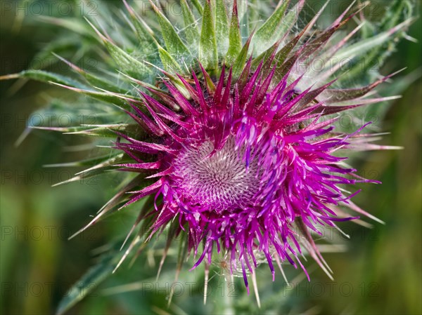 Flower of the Nodding Thistle