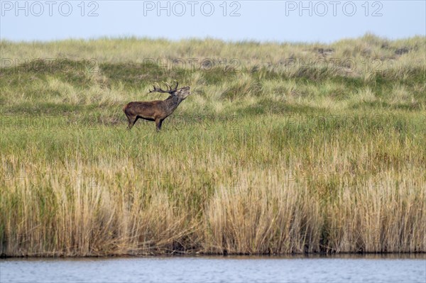 Red deer