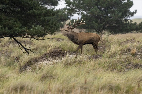 Red deer