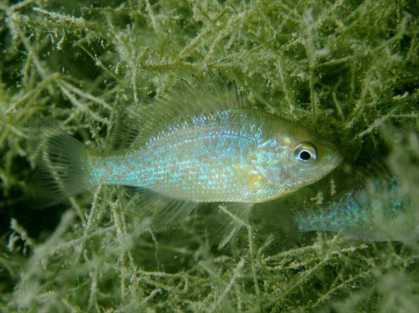 A pumpkinseed sunfish