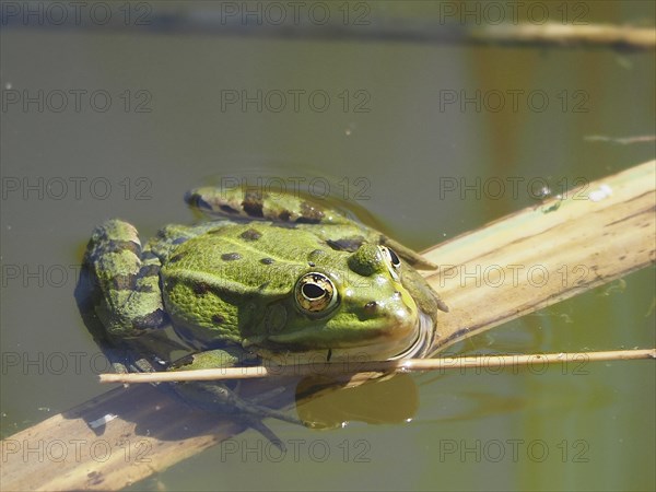 Pool frog