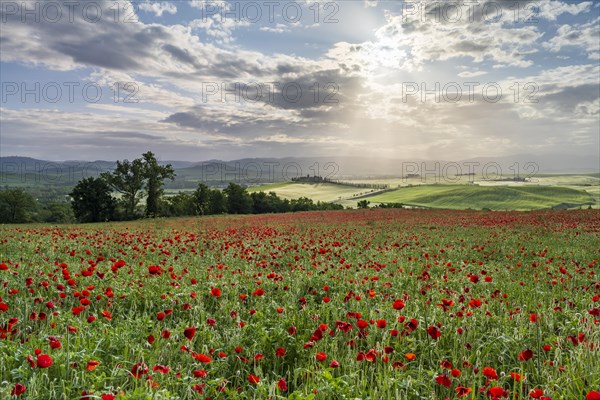 Poppy field in front of Poggio Covili estate with cypress