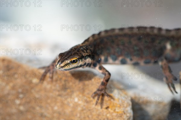 Common newt