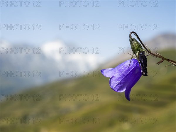 Harebell