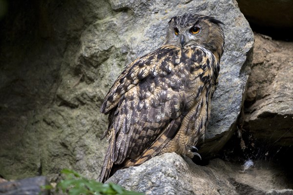 Eurasian eagle-owl