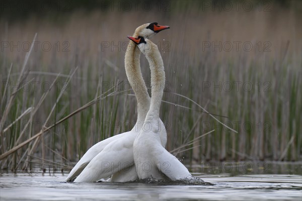 Mute Swan