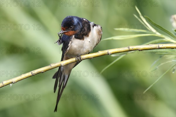 Barn swallow