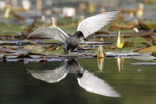 Black Tern