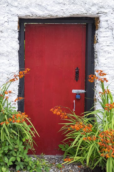 Red Front Door and Montbretia