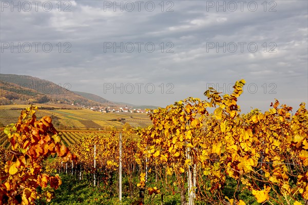 View over autumnal vineyards