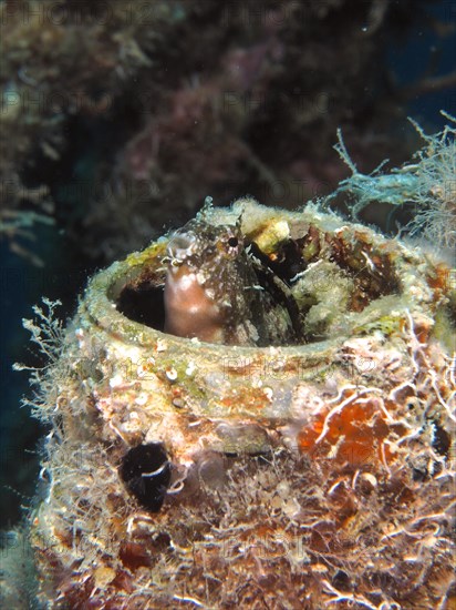 A sabre-toothed blenny