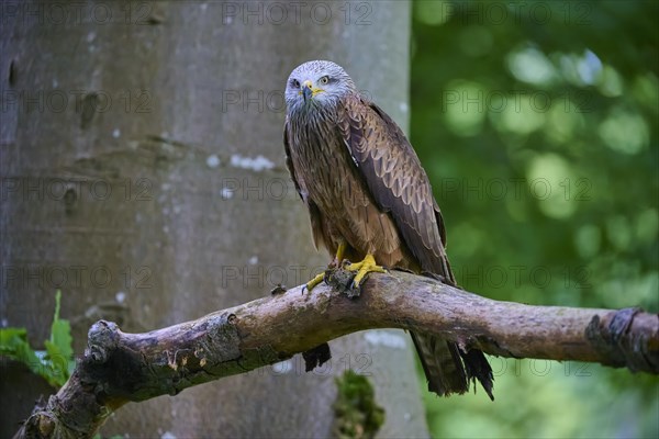 Red Kite