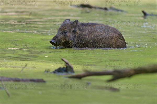 Wild boar