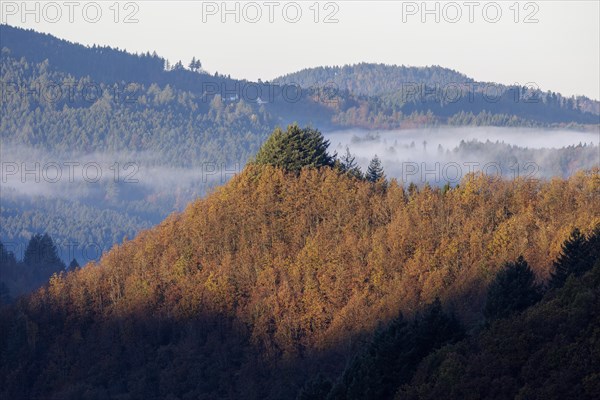 Early November fog near Oppenau