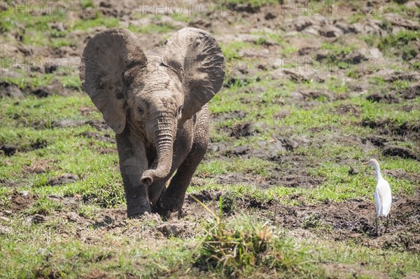 Elephant baby