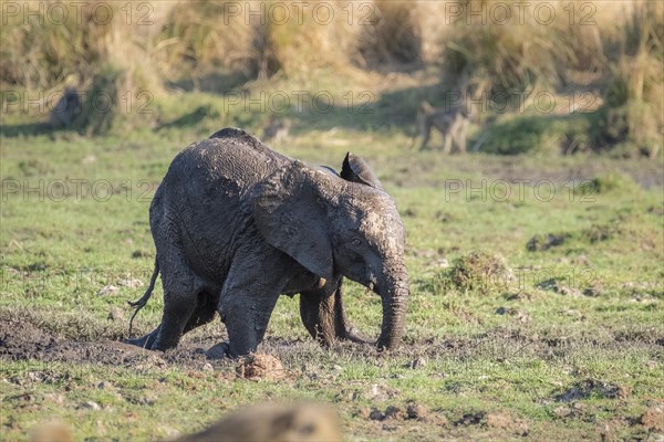 Baby elephant