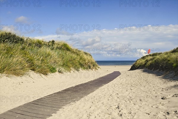 Beach tussock walk through the dunes