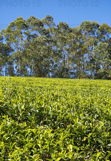 Tea plantation with trees