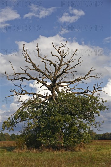 Dying oak on the Elbe meadows in autumn