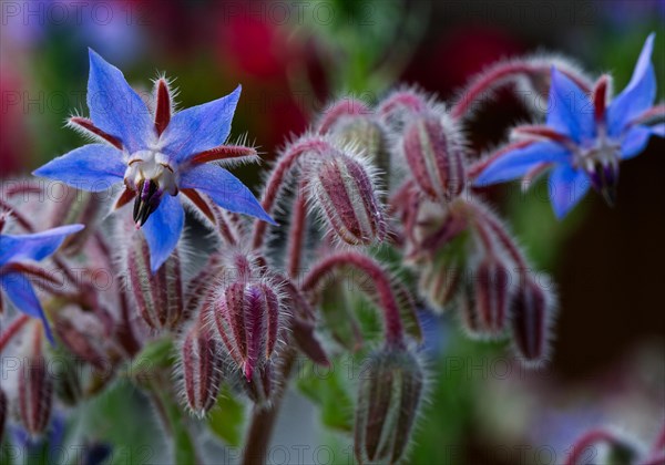 Borage