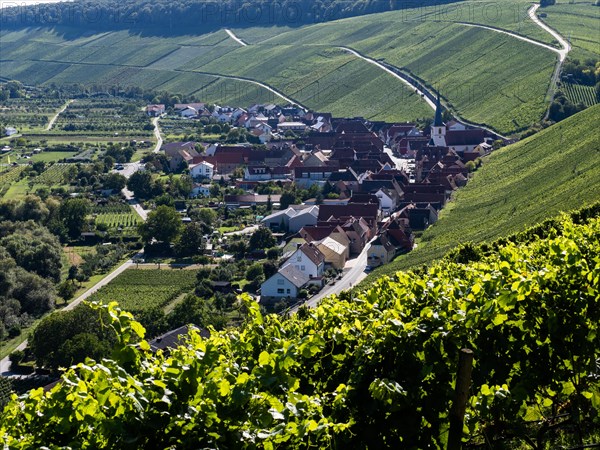 View from Vogelsburg Castle on the Main Loop towards Escherndorf