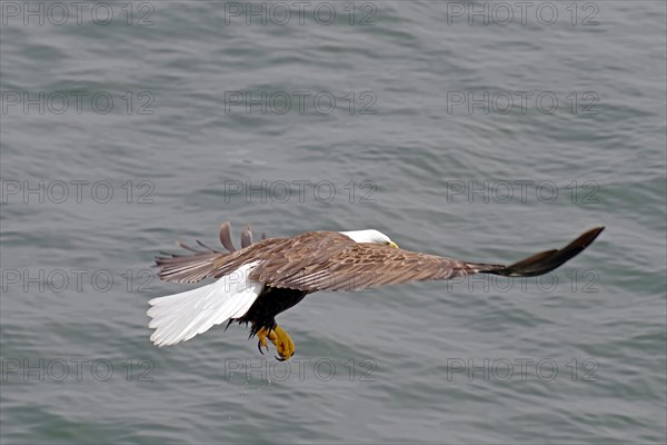 Bald eagle in flight