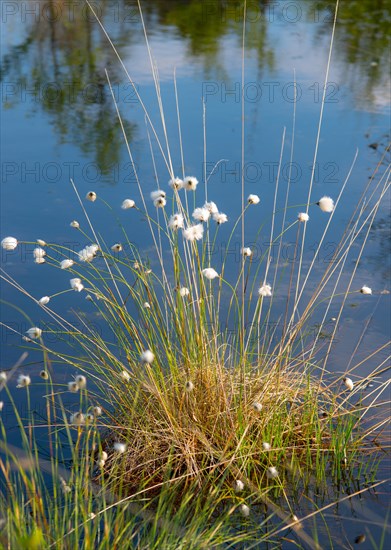 Hare's-tail cottongrass