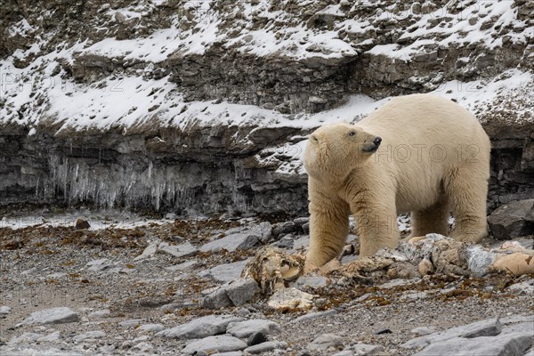 Scavenging polar bear