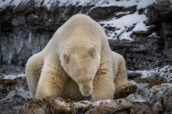 Scavenging polar bear