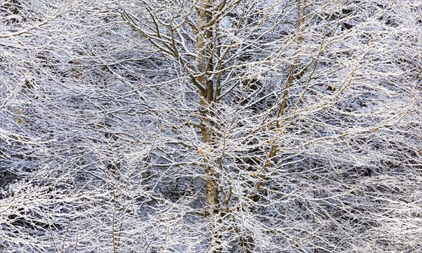 Deeply snow-covered branches in deciduous forest