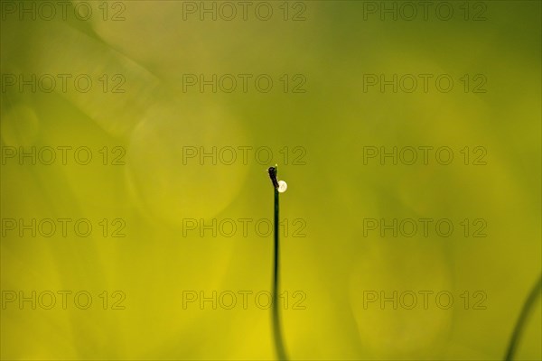 Egg with a freshly hatched swallowtail