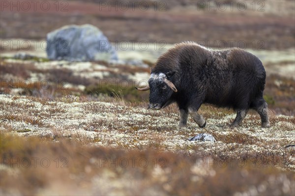 Musk ox