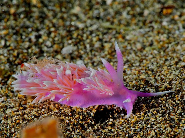 Purple thread snail