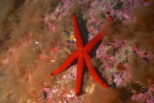 Orange starfish