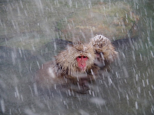 Two snow monkeys