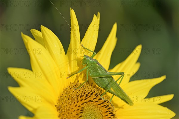 Large great green bush cricket