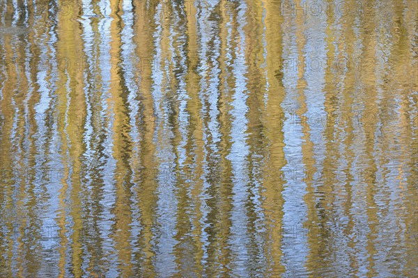 Trees reflected on an undulating water surface