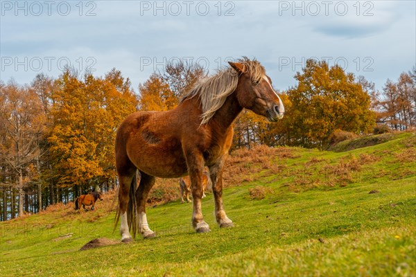 A horse in freedom on Mount Erlaitz in the town of Irun