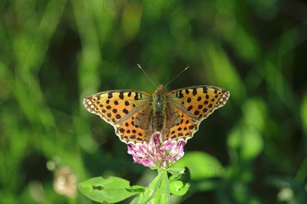 Queen of spain fritillary