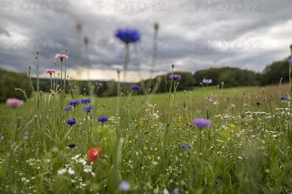 Rainy weather with meadow and farm