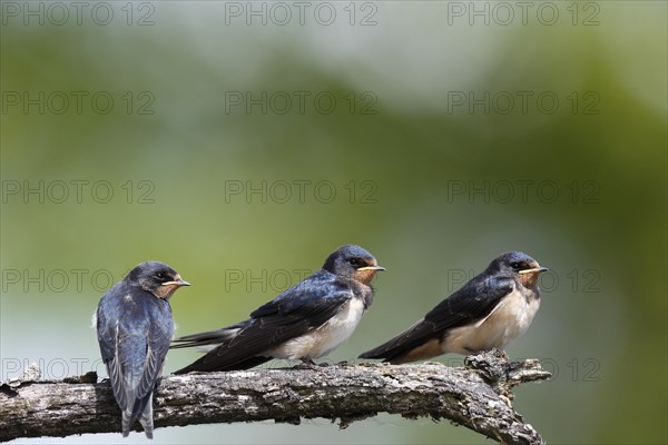 Barn swallow