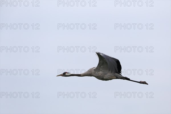 Crane