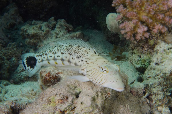 Speckled sandperch