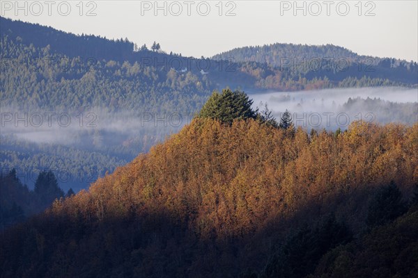 Early November fog near Oppenau