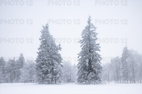 Winter forest with hoarfrost on the trees and fog on the mountain Kandel