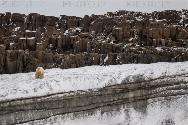 Polar bear