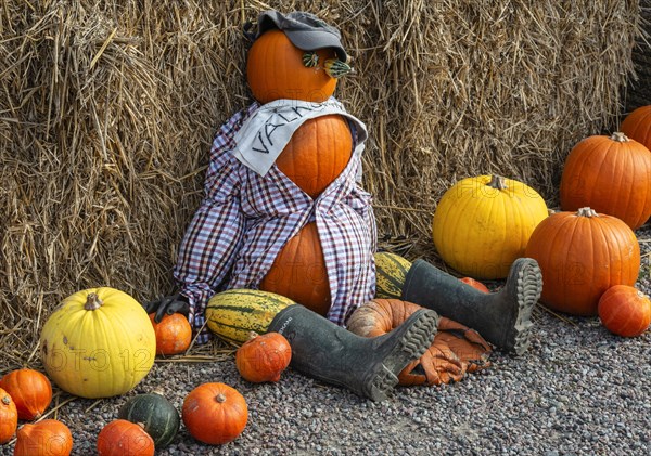 Pumpkin figure in front of shop that sells pumpkins in Loederup