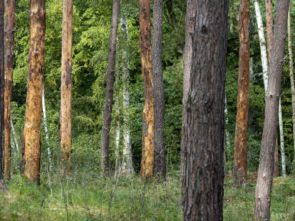 Bark beetle in pine forest