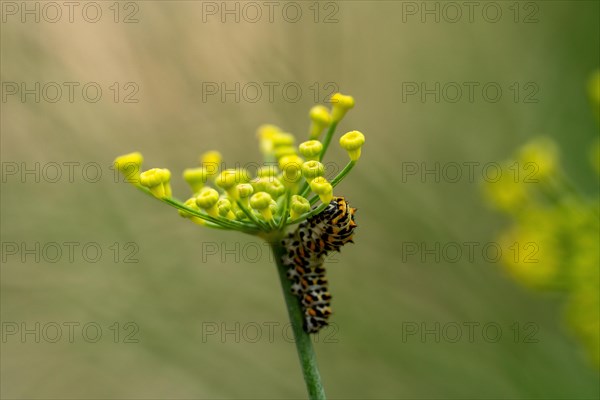 Young swallowtail