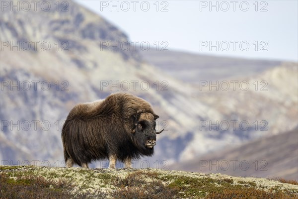 Musk ox